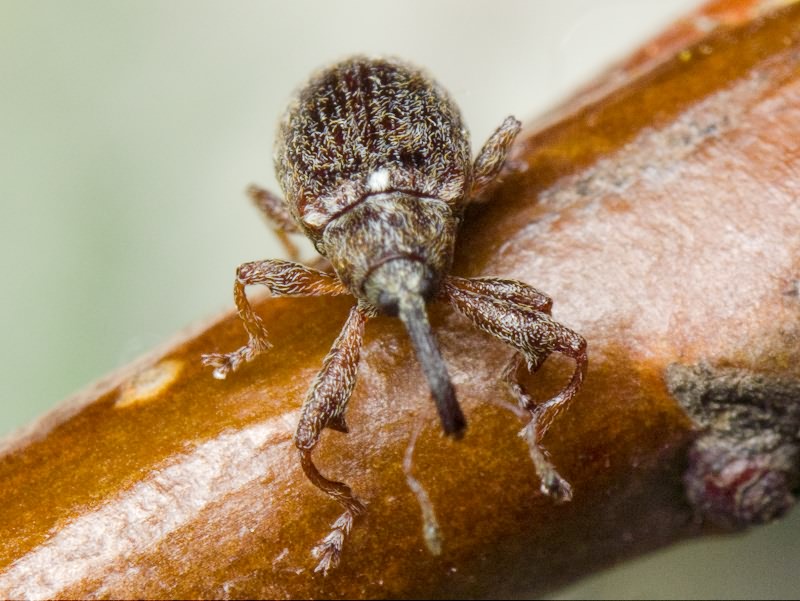 Anthonomus (Anthonomus) pomorum (Linnaeus, 1758)